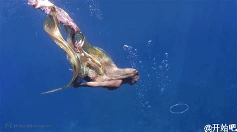 吉娜美人鱼泳装九宫格，在浅水边摆拍，现实版美人鱼_泳衣