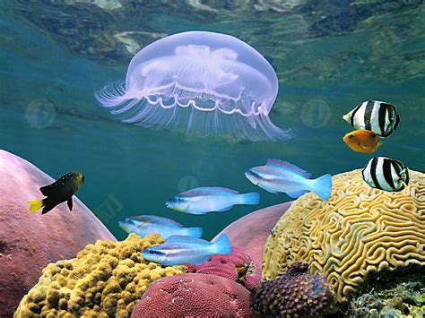 美丽的海底世界图片-珊瑚礁和五颜六色的热带鱼素材-高清图片-摄影照片-寻图免费打包下载