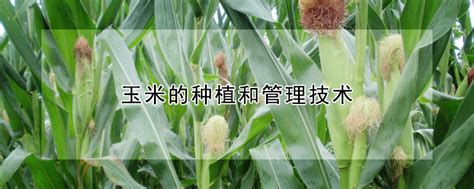 玉米种植，玉米多少天成熟收获？ – 微语农言