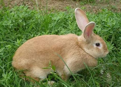 怎样辨别兔兔是公是母呢？