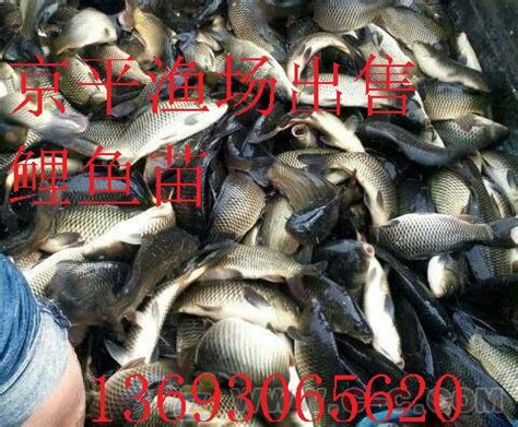 生鲜鱼高清图片下载-正版图片501084261-摄图网