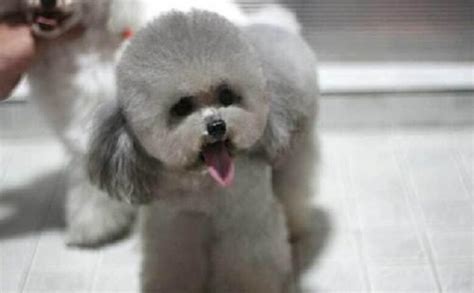 灰色泰迪狗多少钱一只（泰迪犬颜色这么多） - 上海资讯网