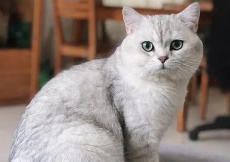 热门的银渐层猫咪是什么猫咪？说说银渐层猫咪的特点 - 知乎