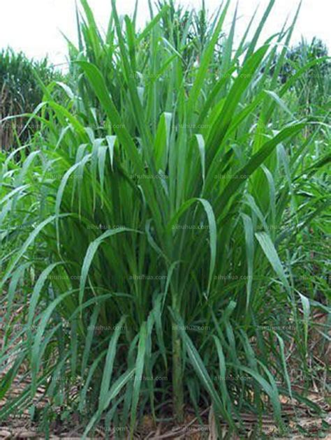 新型皇竹草和台湾甜象草哪一种牧草好-藤本月季网