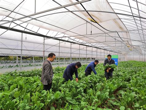 [如皋]省农技推广试点项目蔬菜团队赴如皋推进特色蔬菜机械化作业技术指导-欢迎访问南京农业大学新农村发展研究院办公室