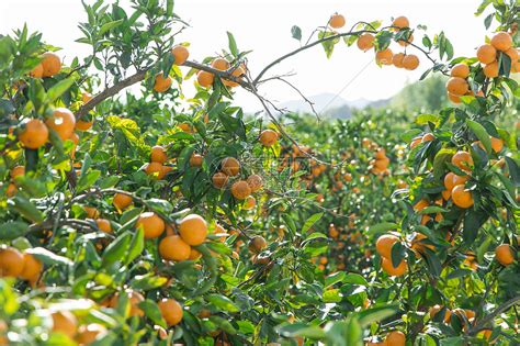 橘子种植园高清图片下载-正版图片502068623-摄图网