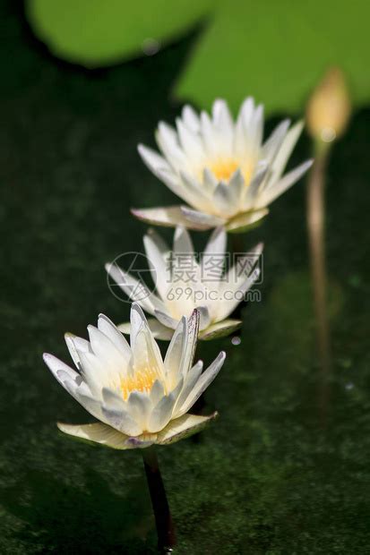 池塘中的白莲花盛开高清图片下载-正版图片308026822-摄图网