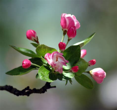 海棠花的花语是什么（海棠花的寓意和象征介绍） – 碳资讯