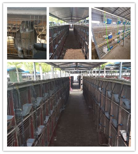 广东省徐闻市哪里有种兔养殖场包回收_肉兔种兔养殖场_恒森种兔养殖场
