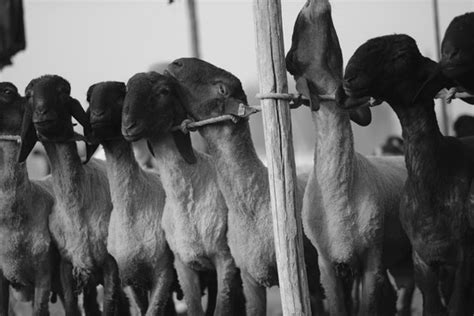 “刀郎羊”一只身价千万，曾经风靡一时，为什么这么贵？