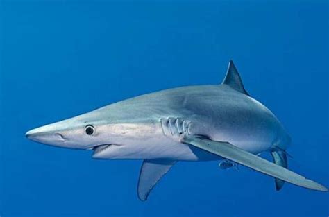 恐怖的鲨鱼插画图片下载-正版图片600478035-摄图网