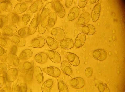 科学网—PLOS Genetics：拟南芥大孢子母细胞和功能大孢子形成的分子机理 - 郝兆东的博文