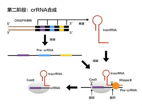 CRISPR-Cas系统简介-江苏东抗生物医药科技有限公司