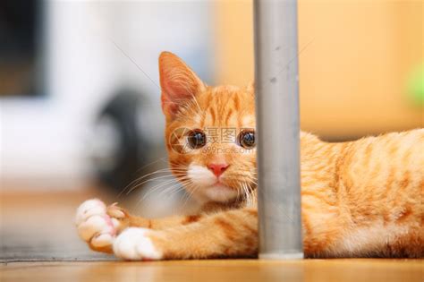 家里的动物红可爱小猫咪趴在地板上高清图片下载-正版图片304027830-摄图网