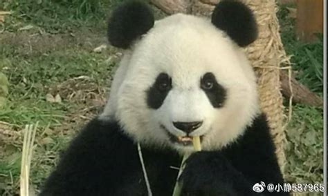 南京紫清湖野生动物世界可以看熊猫吗- 南京本地宝
