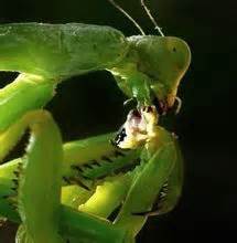 螳螂为何吃新郎？--中国数字科技馆