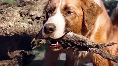 电影《野性的呼唤》：一只狗如何成为狼群的首领_巴克_约翰_淘金者