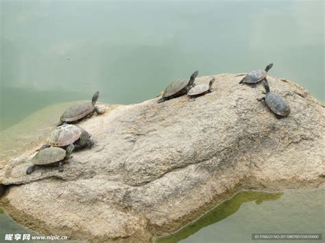 乌龟在石上放松野生动物宠物生活科学荒野国家动物园爬虫石头手指高清图片下载-正版图片321071282-摄图网