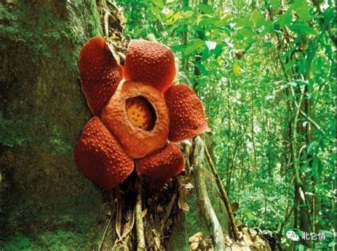 食人花，神秘的亚马逊河热带植物|花瓣|食人花|一朵花_新浪新闻