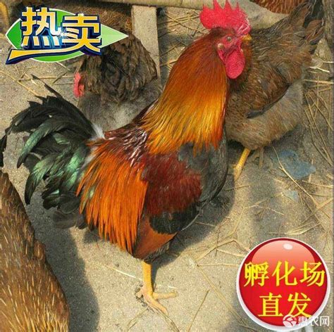 【苗惠中国】沃德中国“芯”，同心同行 | 中国动物保健·官网