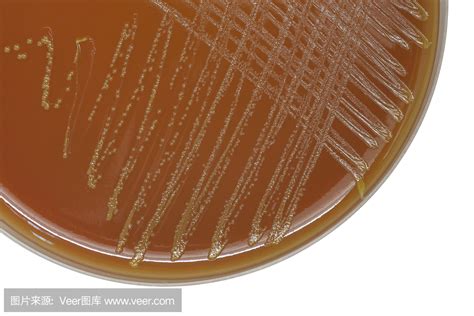 胰酪大豆胨琼脂培养基（TSA）（中国药典）-产品详情-青岛海博生物