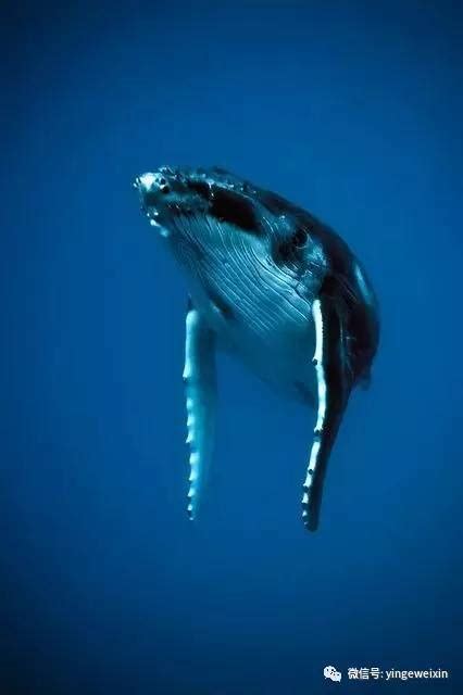孤独的鲸鱼(动物手机动态壁纸) - 动物手机壁纸下载 - 元气壁纸