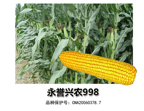 轴细粒深玉米种——永誉兴农998-济南朝晖种业有限公司