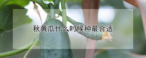 秋黄瓜的种植时间和管理方法 —【发财农业网】