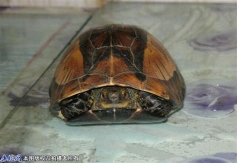 世界十大最稀有的乌龟品种，缅甸星龟上榜，第一数量最稀少_排行榜123网