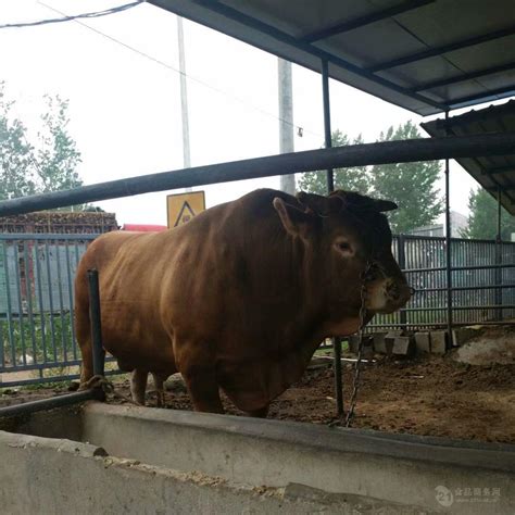 活牛肉牛犊养殖场价格 400斤左右小牛犊价格 山东济宁-食品商务网