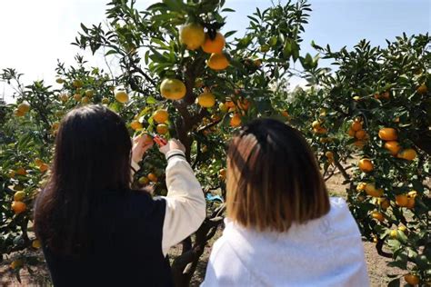 滨江森林公园柑橘采摘活动本周六开启，热门疑问解答来了__财经头条