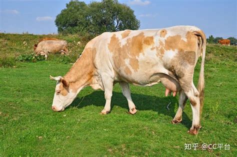 犊牛的接产及产后护理（图片讲解）_亚禾营养