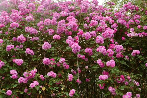 玫瑰是蔷薇科蔷薇属的多年生木本开花植物高清图片下载-正版图片506195055-摄图网