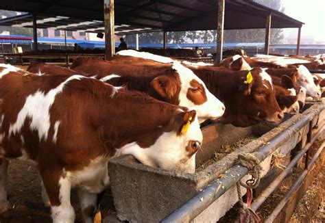 牛场使用牛羊养殖专用复合益生菌有什么显著效果_现代牛羊生态养殖_生态养殖技术_高效生态养殖技术网