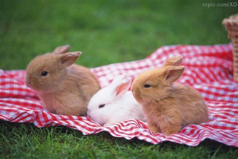 草地上可爱的两只小兔子