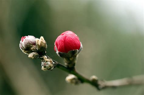 荷花系列之一，含苞待放的花骨朵，原创摄影