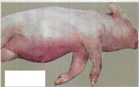 十三、链球菌病-猪病诊断-图片
