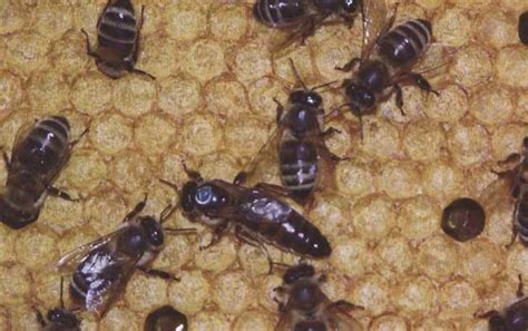 卡尼鄂拉蜂 - 蜜蜂百科 - 酷蜜蜂