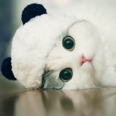 萌小猫非主流头像