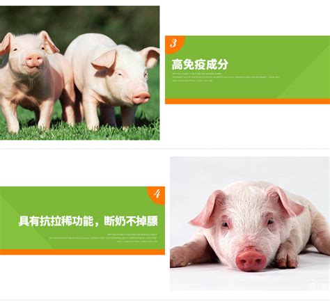技术 - 中国养猪网-中国养猪行业门户网站
