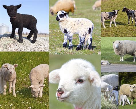 牧羊的在村旁泉地各种羊高清图片下载-正版图片307087822-摄图网
