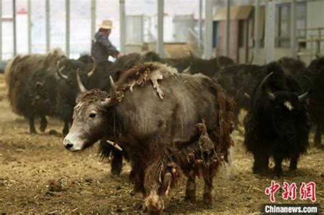 一斤牦牛肉卖出50元 浙江援藏干部让牦牛更“牛”