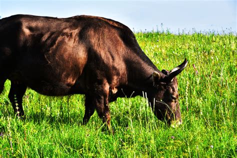 膘肥体壮的牛高清图片下载-正版图片600145205-摄图网