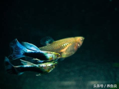科学网—我和凤尾鱼（孔雀鱼）的故事 - 徐长庆的博文
