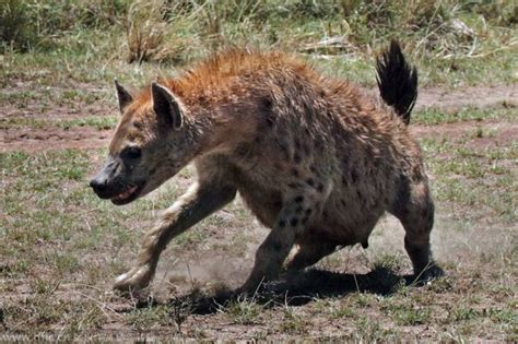 猎物争夺拉锯战：大胆鬣狗试图豹口夺食|文章|中国国家地理网