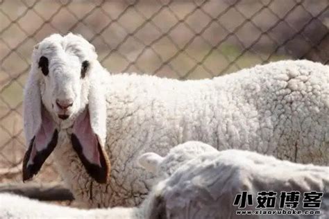 刀郎羊贵到离谱，盘点“最”贵的三种羊-新乡市新东机械