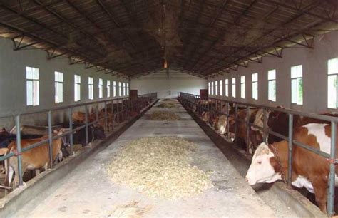 新型牛棚的建设,农村养10头牛的牛棚,养牛棚怎么建_大山谷图库