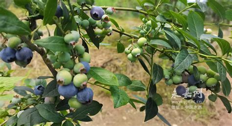 长沙城北800亩蓝莓熟了等你来采摘-民生-长沙晚报网