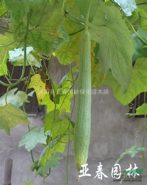 丝瓜几月份种植？丝瓜露天种植时间和方法-种植技术-中国花木网