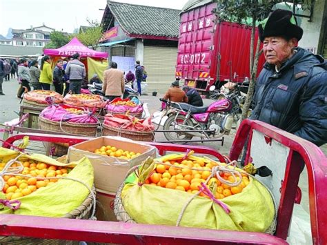 金桔成果农“甜蜜的负担” 快来为阳朔金桔销售助把力 - 广西县域经济网